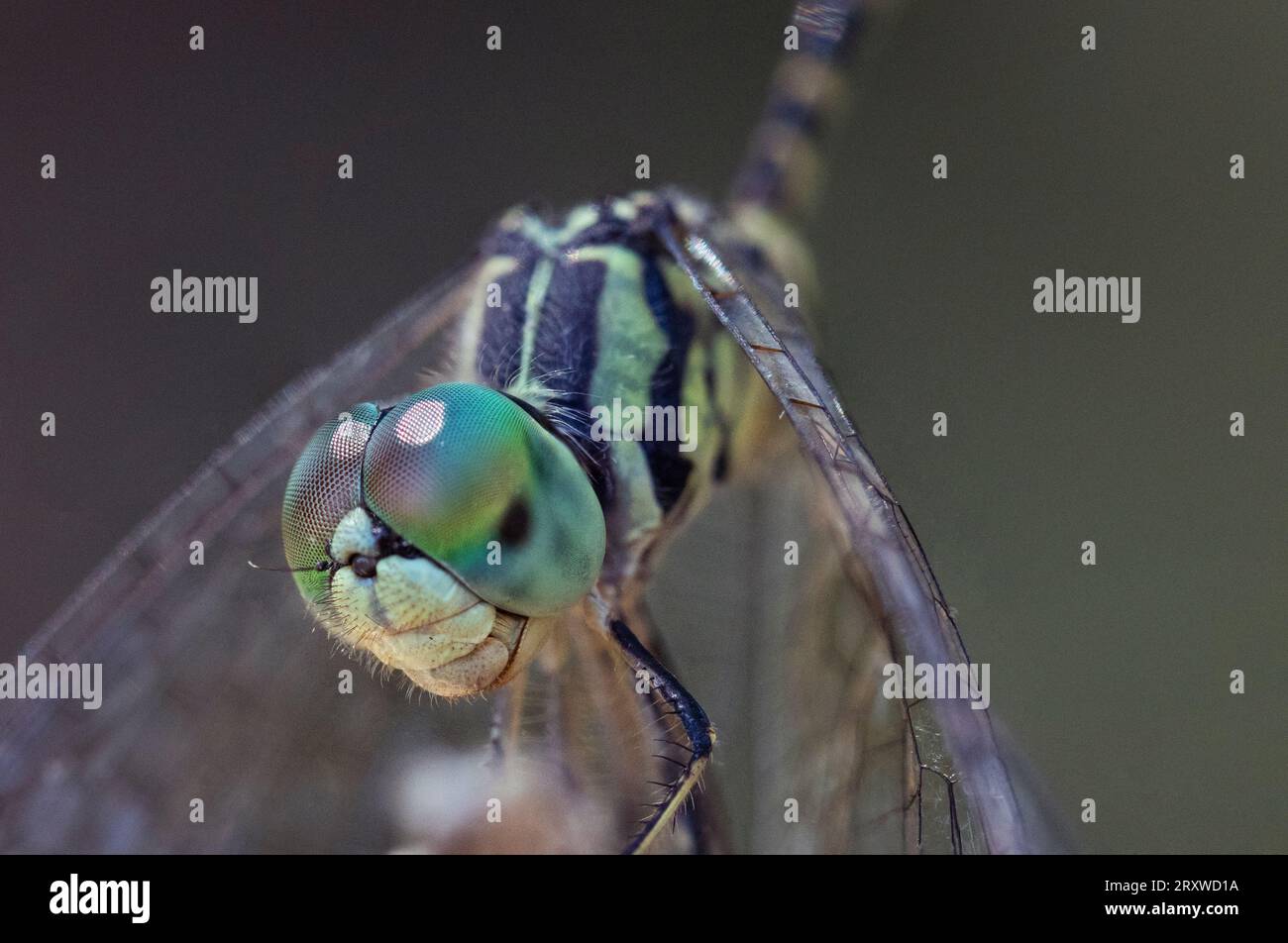 Macro close up, focus stacked shot of a yellow, green and black dragonfly Stock Photo