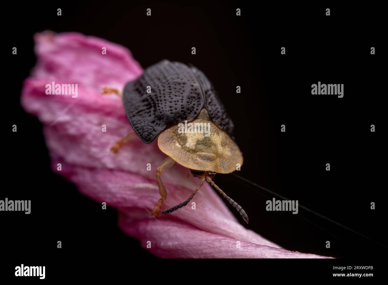 Hispidae Insects Inhabits The Leaves Of Wild Plants Stock Photo - Alamy