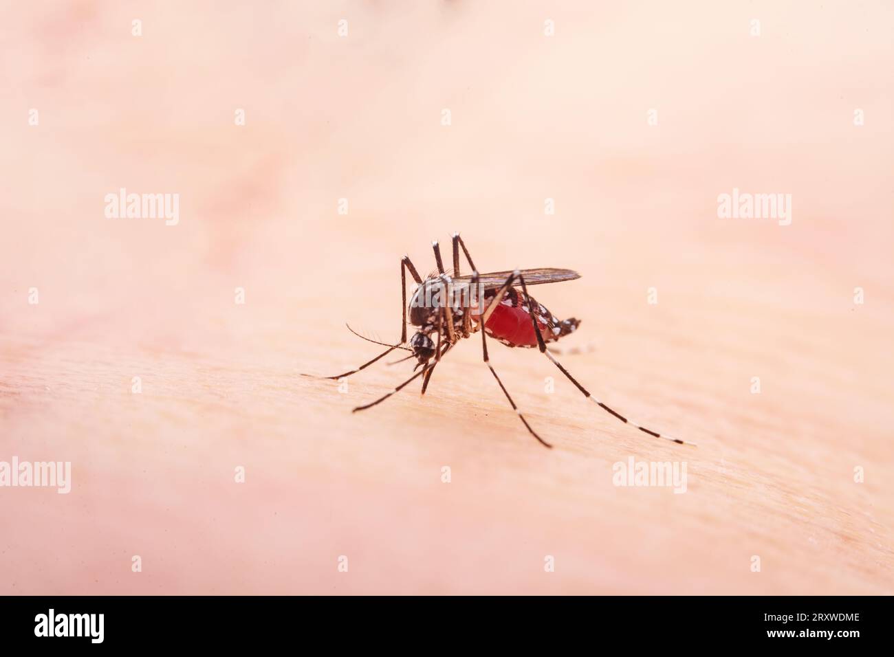 Mosquitoes suck blood on human skin Stock Photo