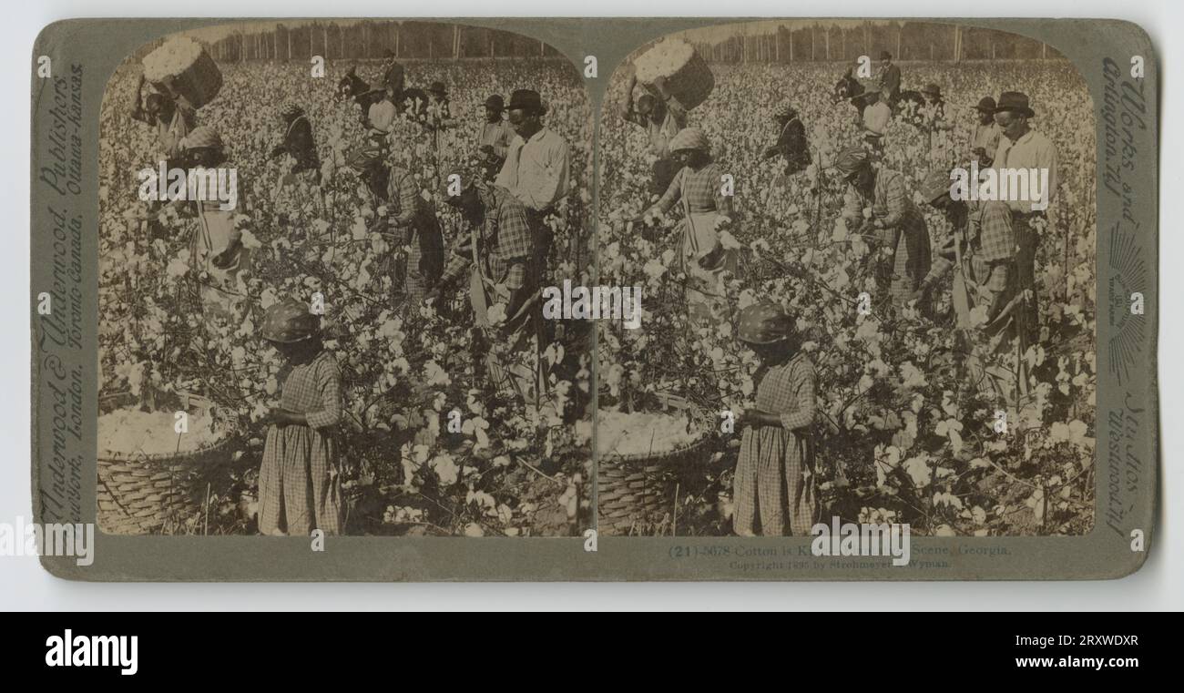 Cotton is King Plantation Scene, 1895 Stock Photo Alamy