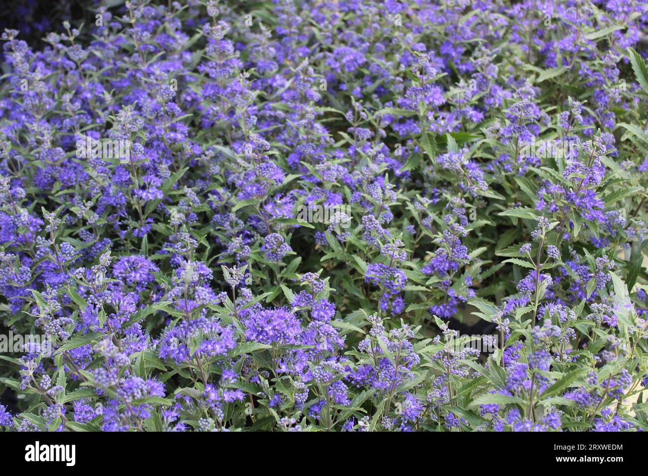 Bluebeard plant hi-res stock photography and images - Alamy