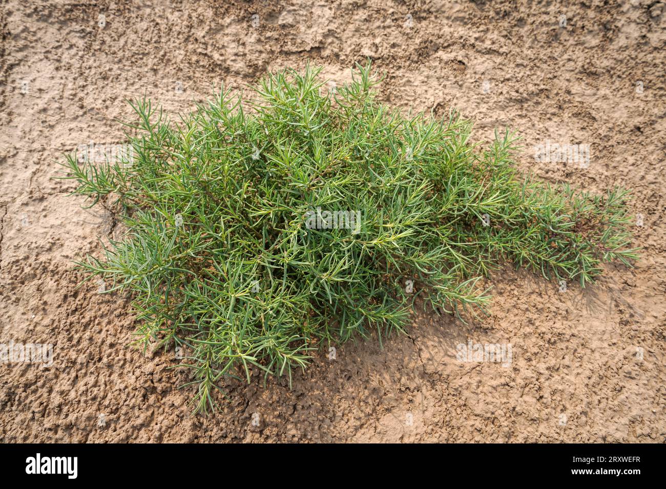 Suaeda salsa, an annual herbaceous plant in the Chenopodiaceae family Stock Photo