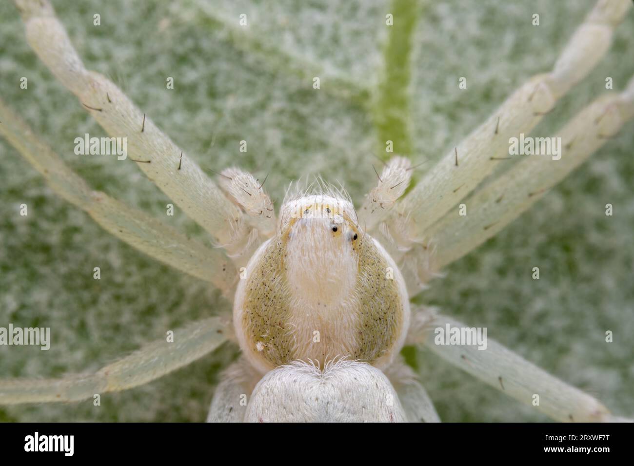 spider inhabiting on the leaves of wild plants Stock Photo - Alamy