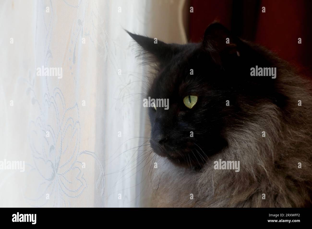 Handsome norwegian forest cat male looking out of a window Stock Photo