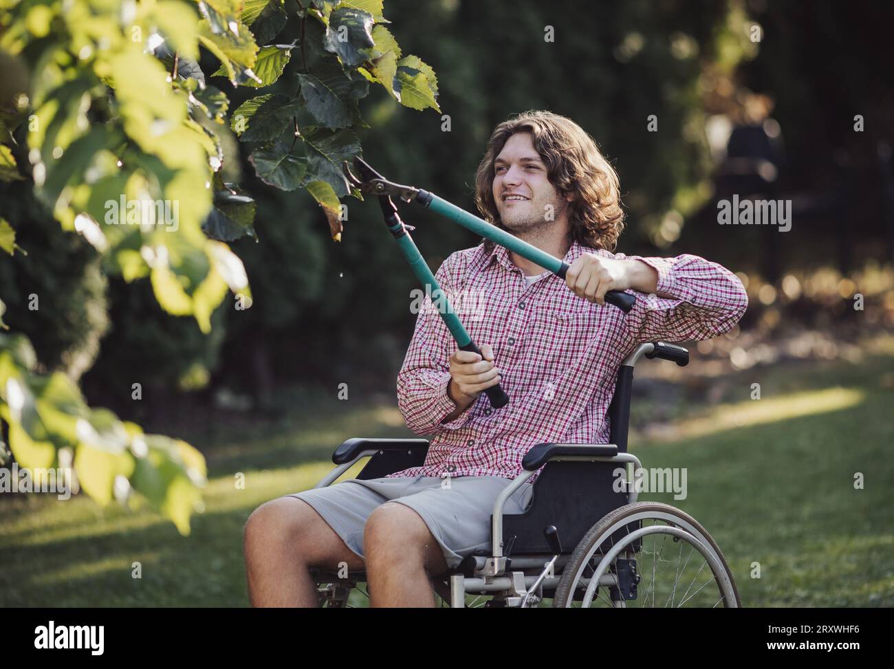 Young smiling man in wheelchair trimming plants with shears in garden ...