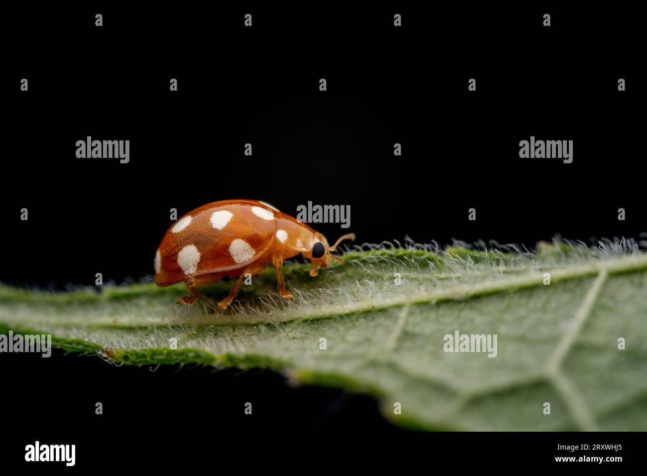 Ladybugs inhabit the leaves of wild plants Stock Photo - Alamy