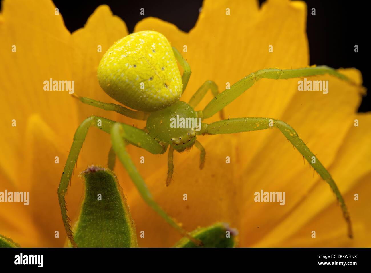 Crab spiders inhabit wild plants Stock Photo - Alamy