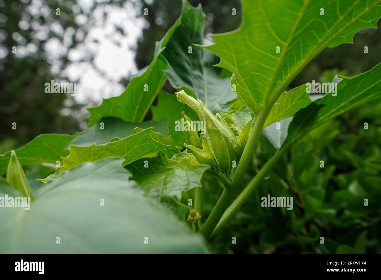The medicinal plant Datura in its wild state Stock Photo - Alamy