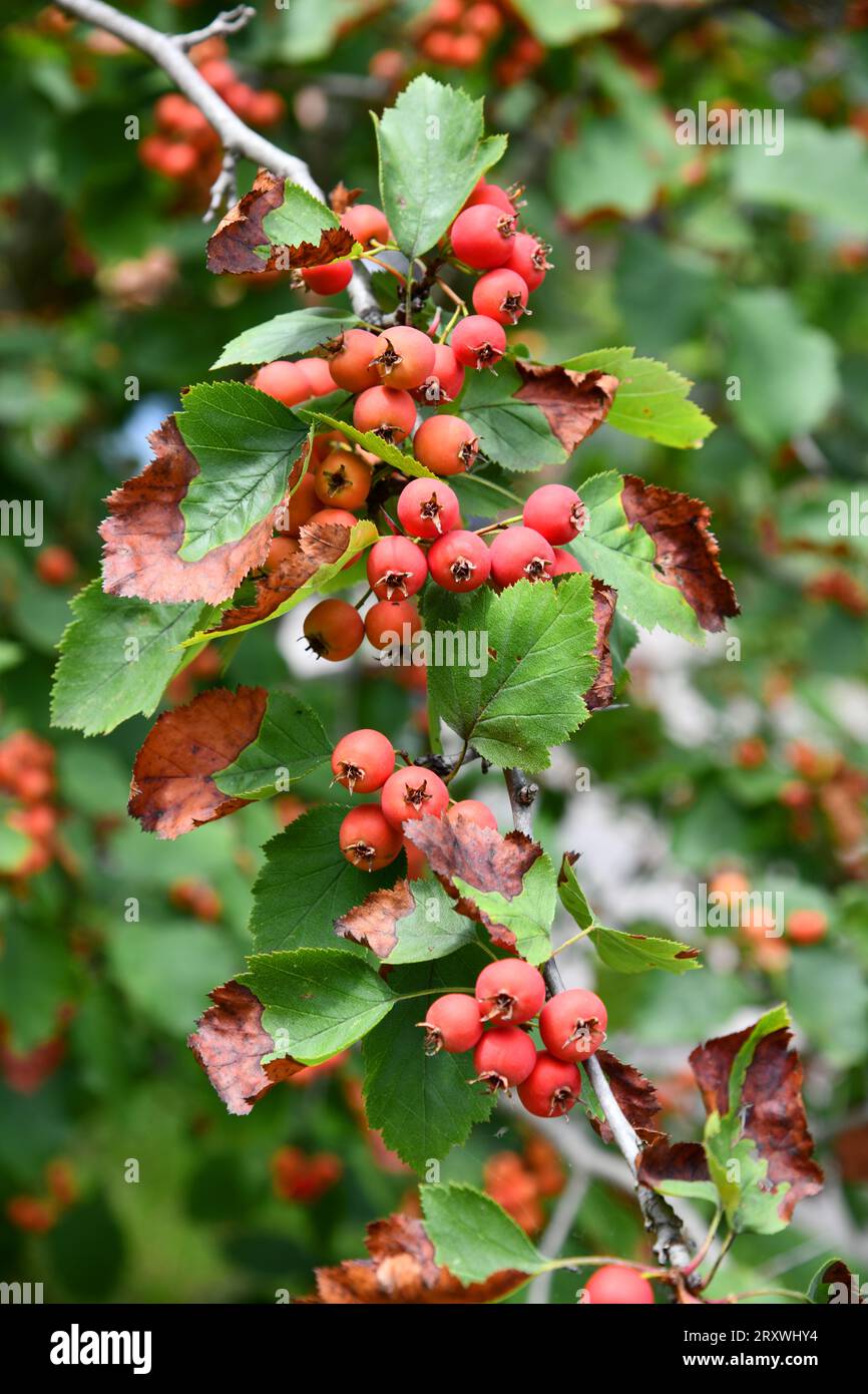 Scarlet hawthorn with ripe fruits Stock Photo