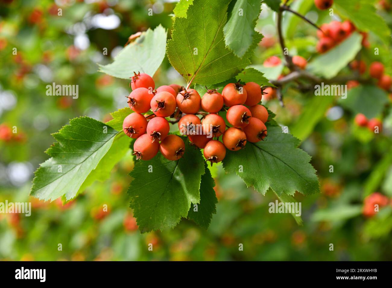 Scarlet hawthorn with ripe fruits Stock Photo - Alamy