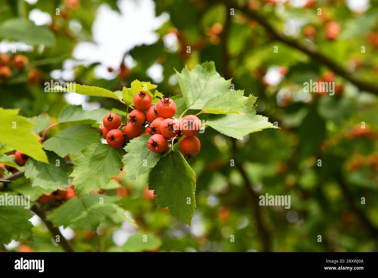 Scarlet hawthorn with ripe fruits Stock Photo