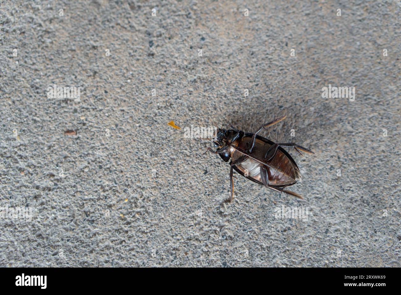 Hydrophilidae, Hydrophilus water beetle insects, portrait of water