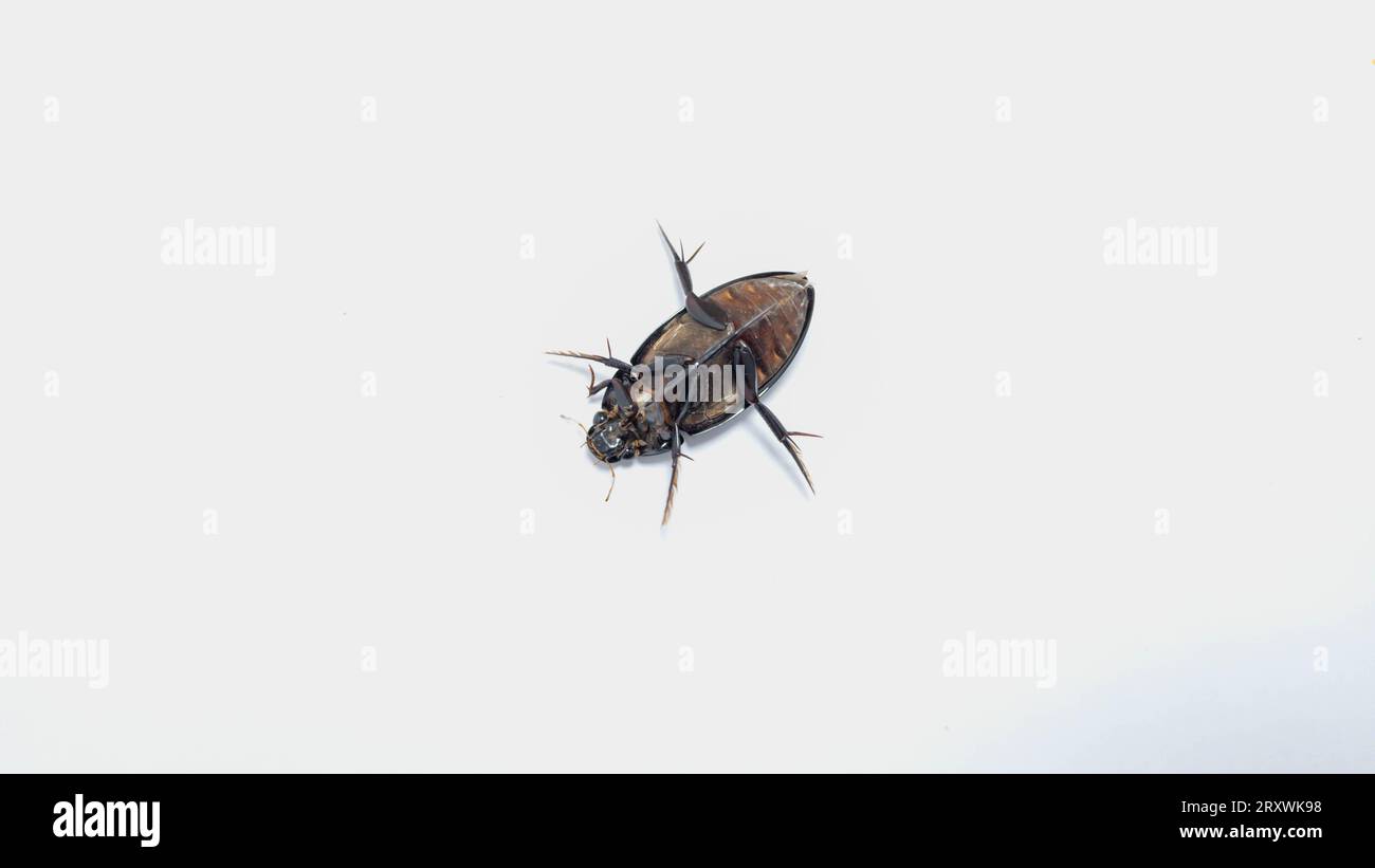 Hydrophilidae, Hydrophilus water beetle insect with upside down body on