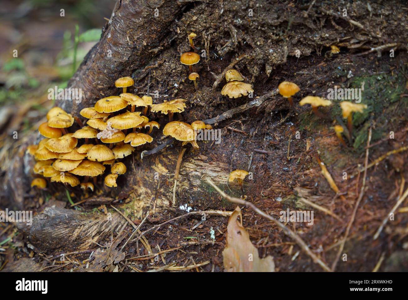 Group of yellow mushroom (Xeromphalina campanella), in the forest Stock
