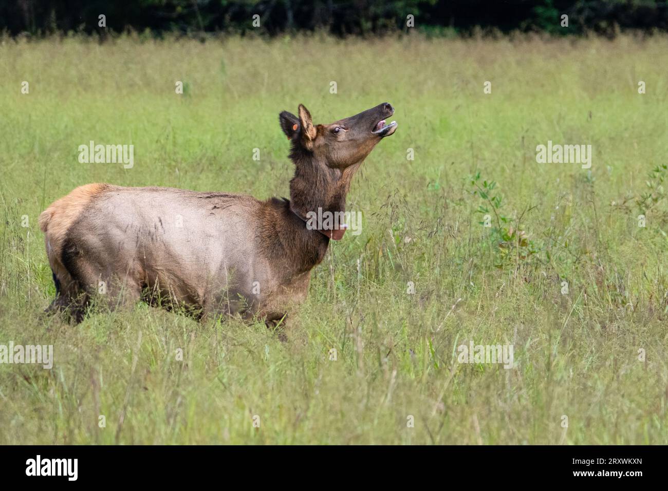 This elk cow is running for her life.  She is being followed by an angry bull Stock Photo