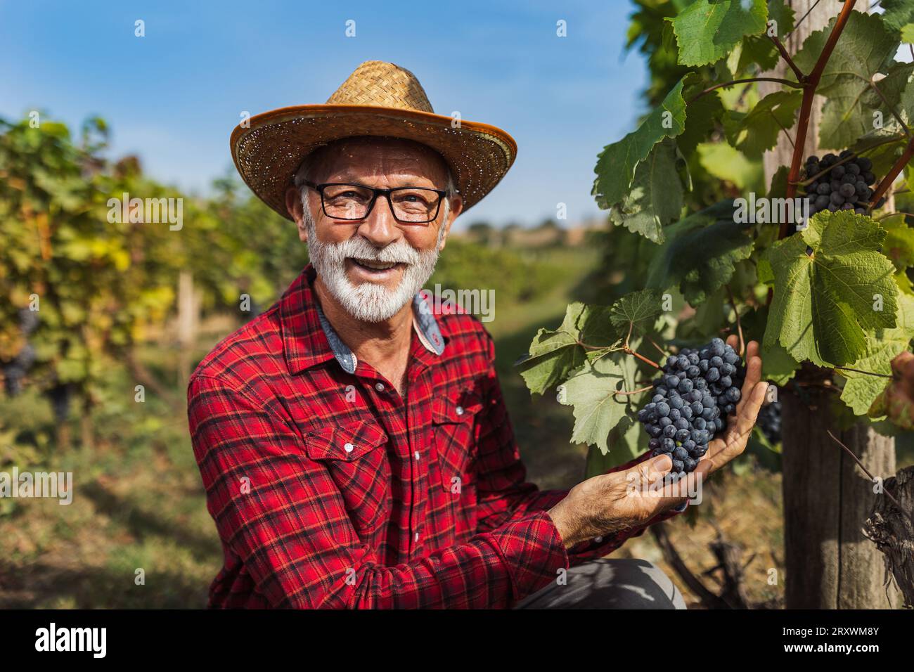 Portrait of satisfied senior farmer checking  grape quality before harvest Stock Photo
