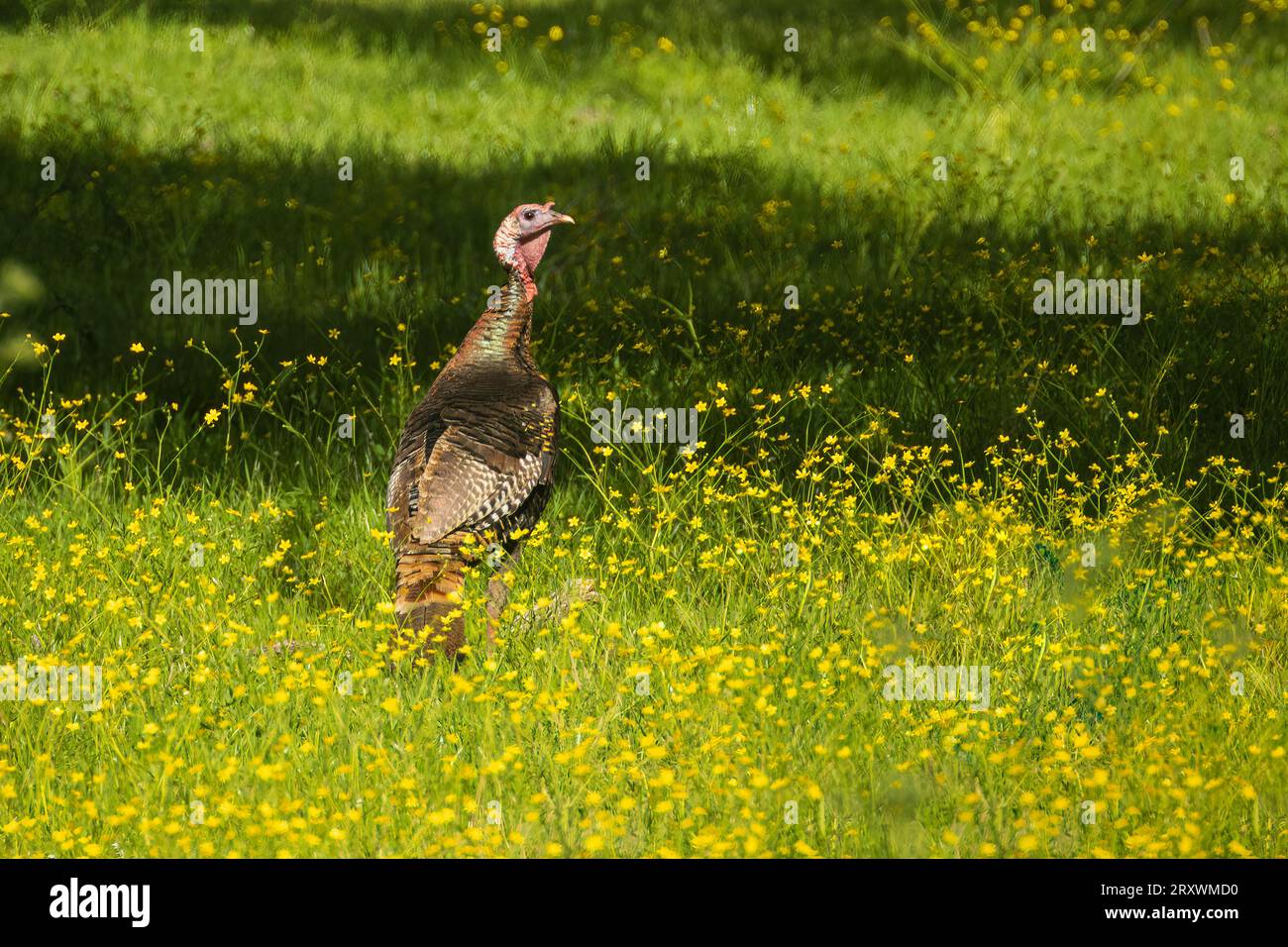 Jake (young male) wild turkey (Meleagris gallopavo) in a field of wildflowers in Shasta County California, USA Stock Photo