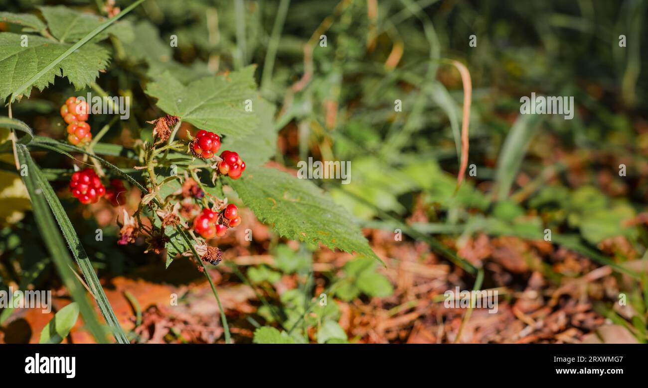 Wild berries, closeup, gifts of nature, restoration of health and