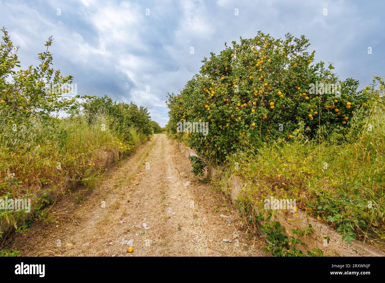 Lemons ripening in orchards on the island of Sicily, Italy Stock Photo