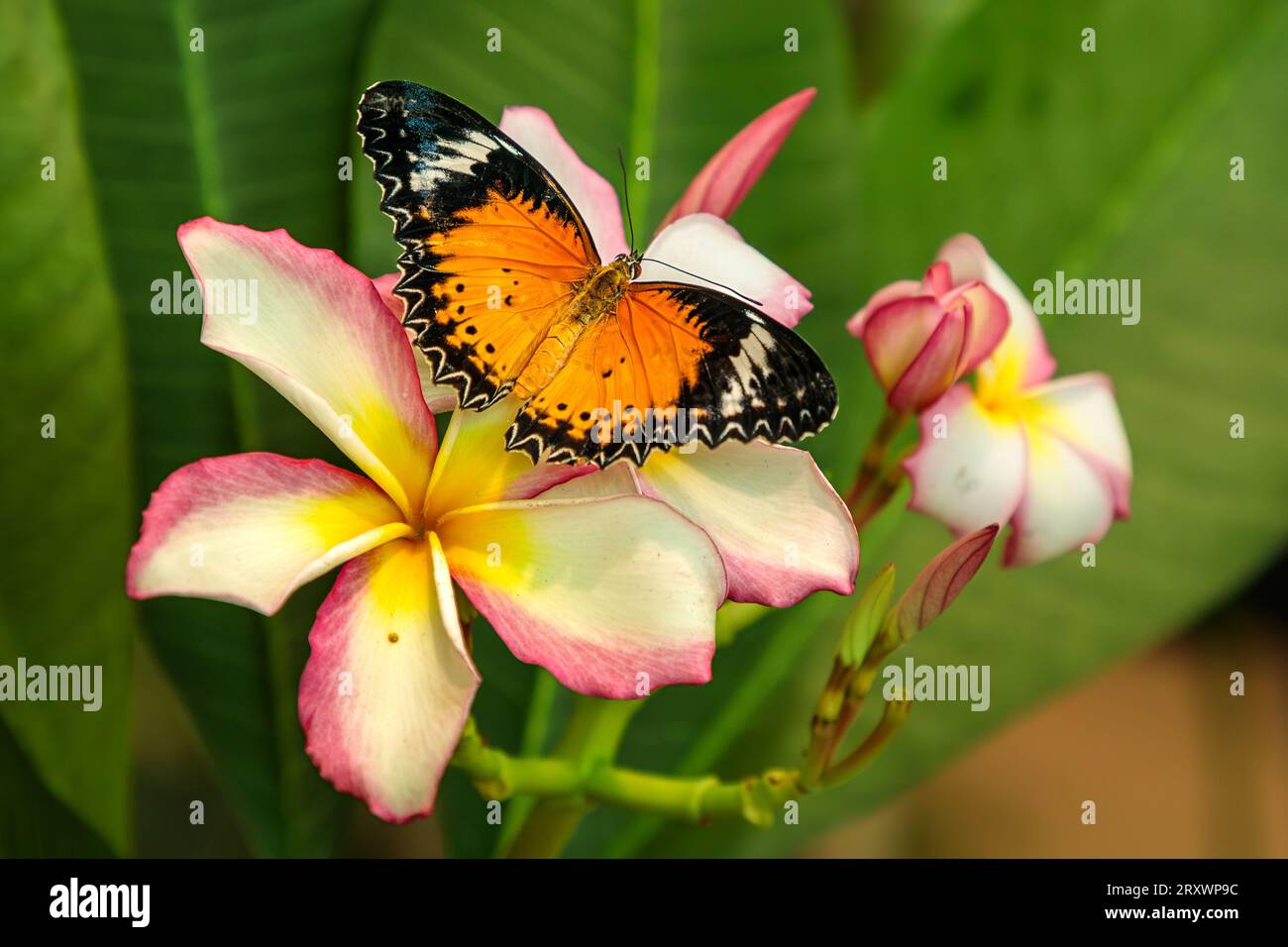 A perfect Leopard Lacewing Butterfly rests on pink and white Plumeria flowers in a butterfly conservatory. Stock Photo