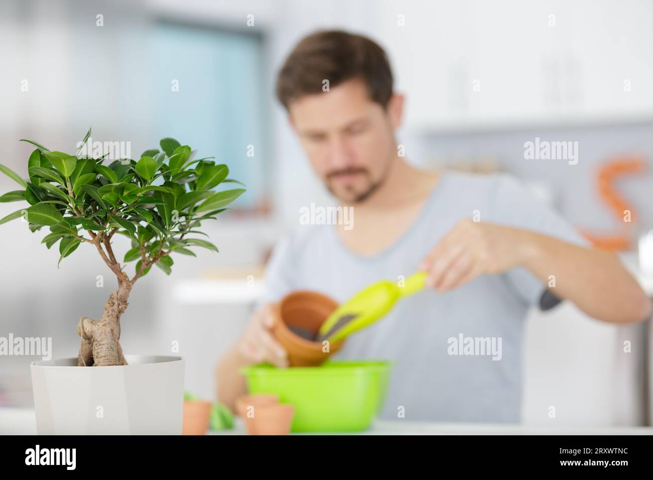 man taking care of a bonsai tree Stock Photo