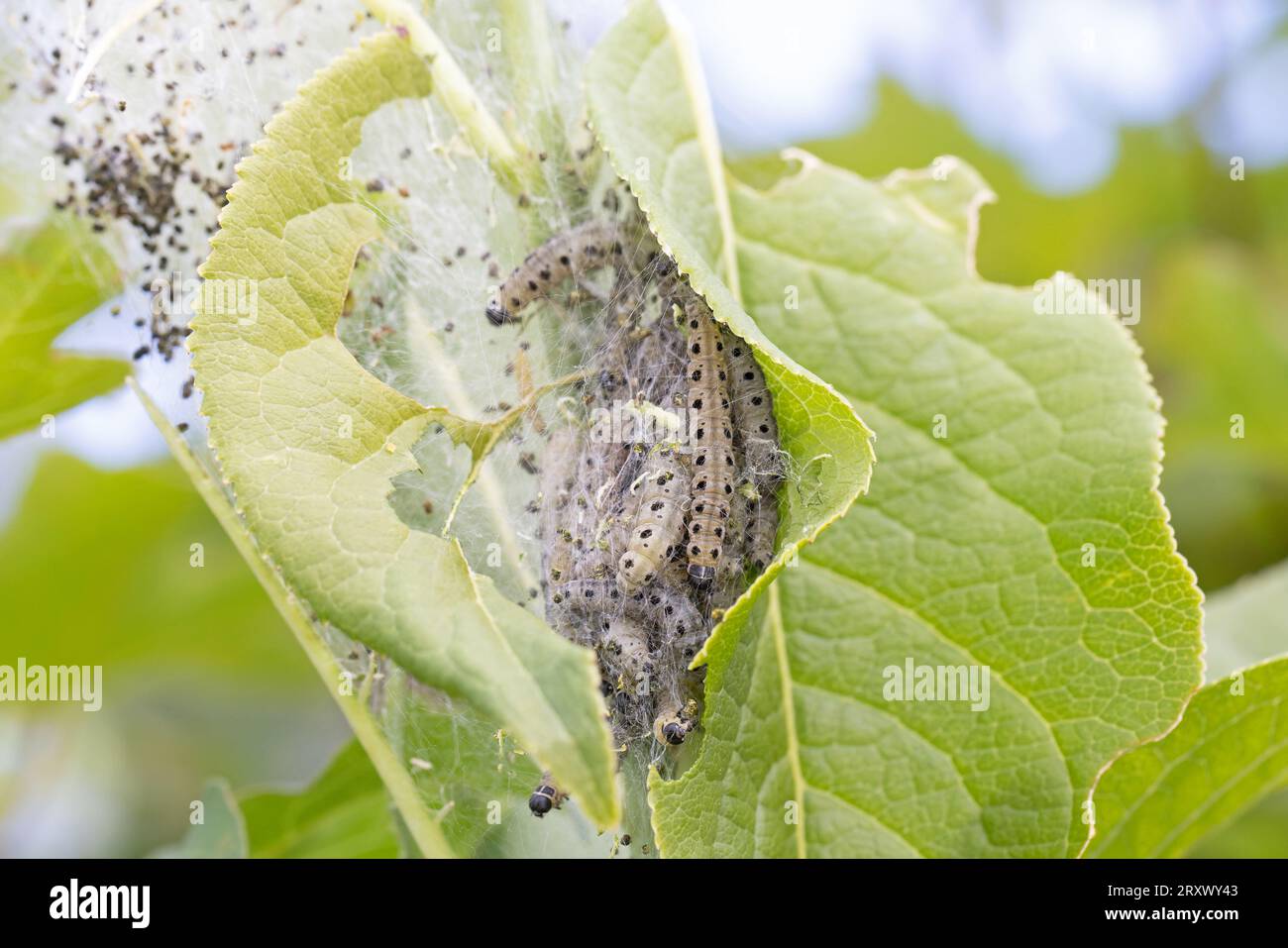 Spindle Ermine (Yponomeuta cagnagella) caterpilla in webbing Somerset June 2022 Stock Photo