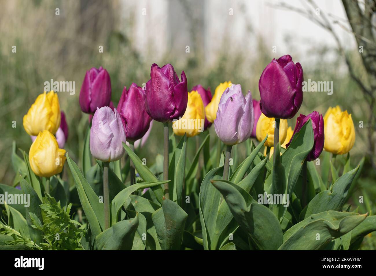 Tulip mix. Yellow and purple color shades. Stock Photo