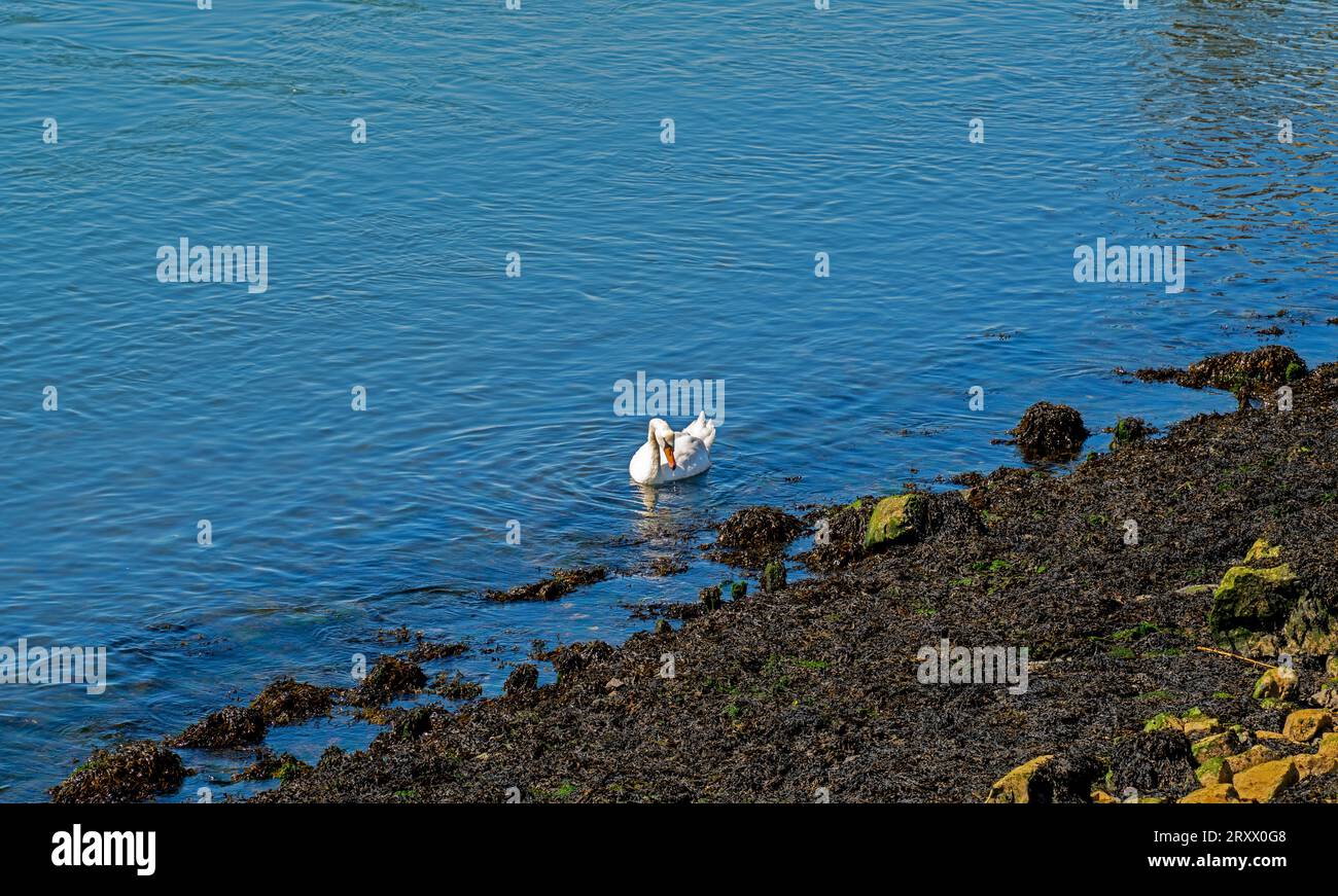 White swan and black seeweed Stock Photo