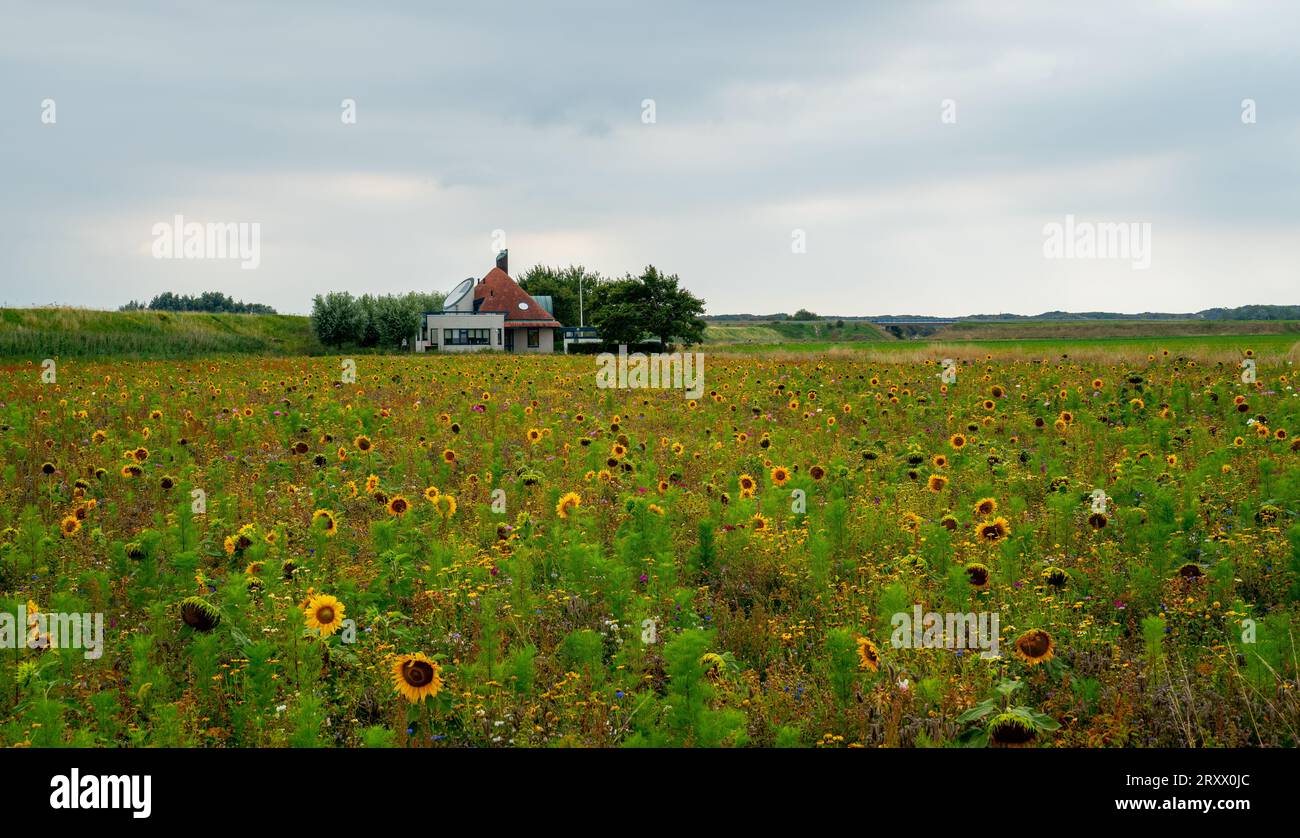 Landscape with various kinds of flowers to improve biodiversity Stock Photo