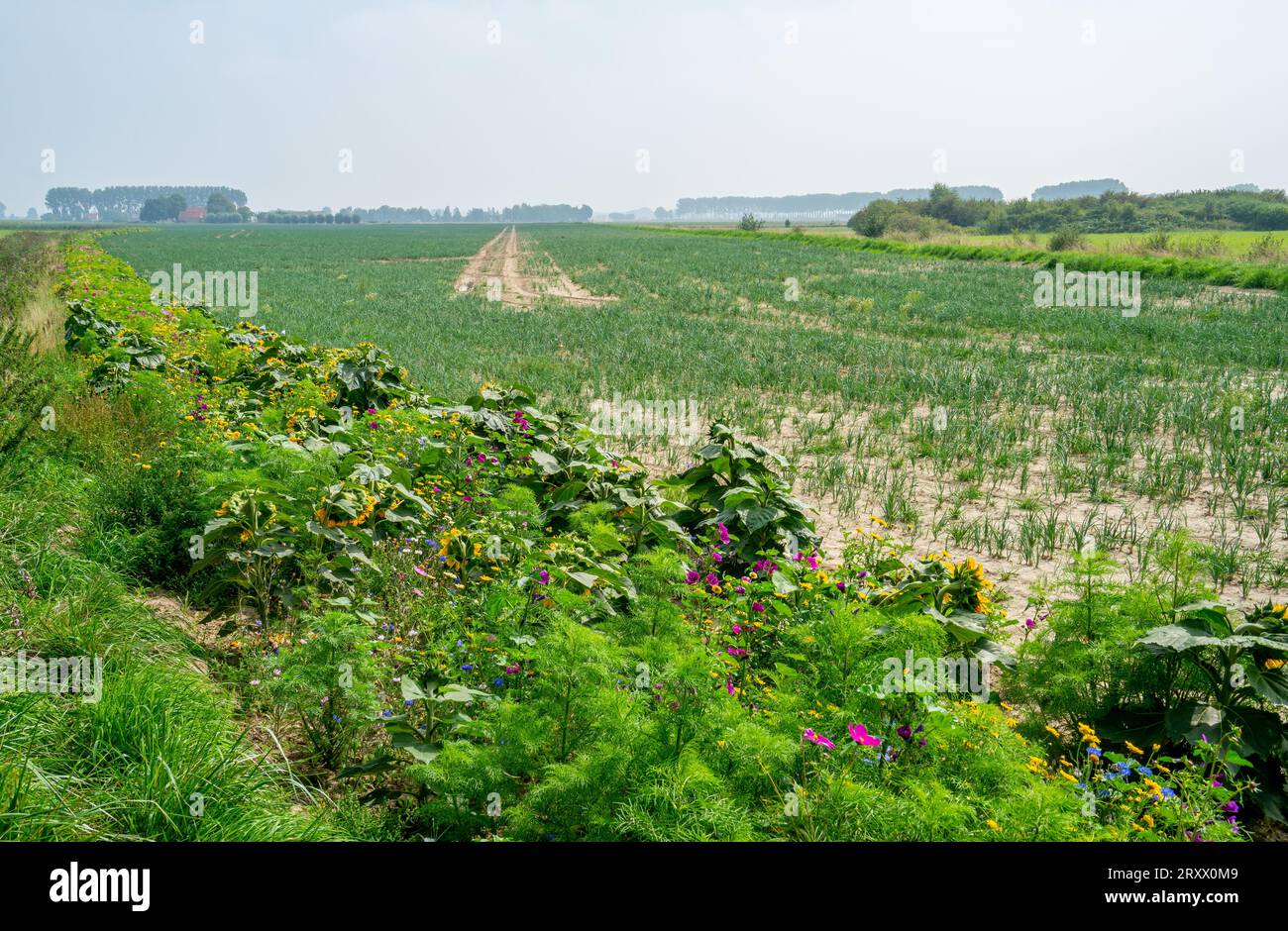 Onion field with border of various kinds of flowers to improve biodiversity Stock Photo