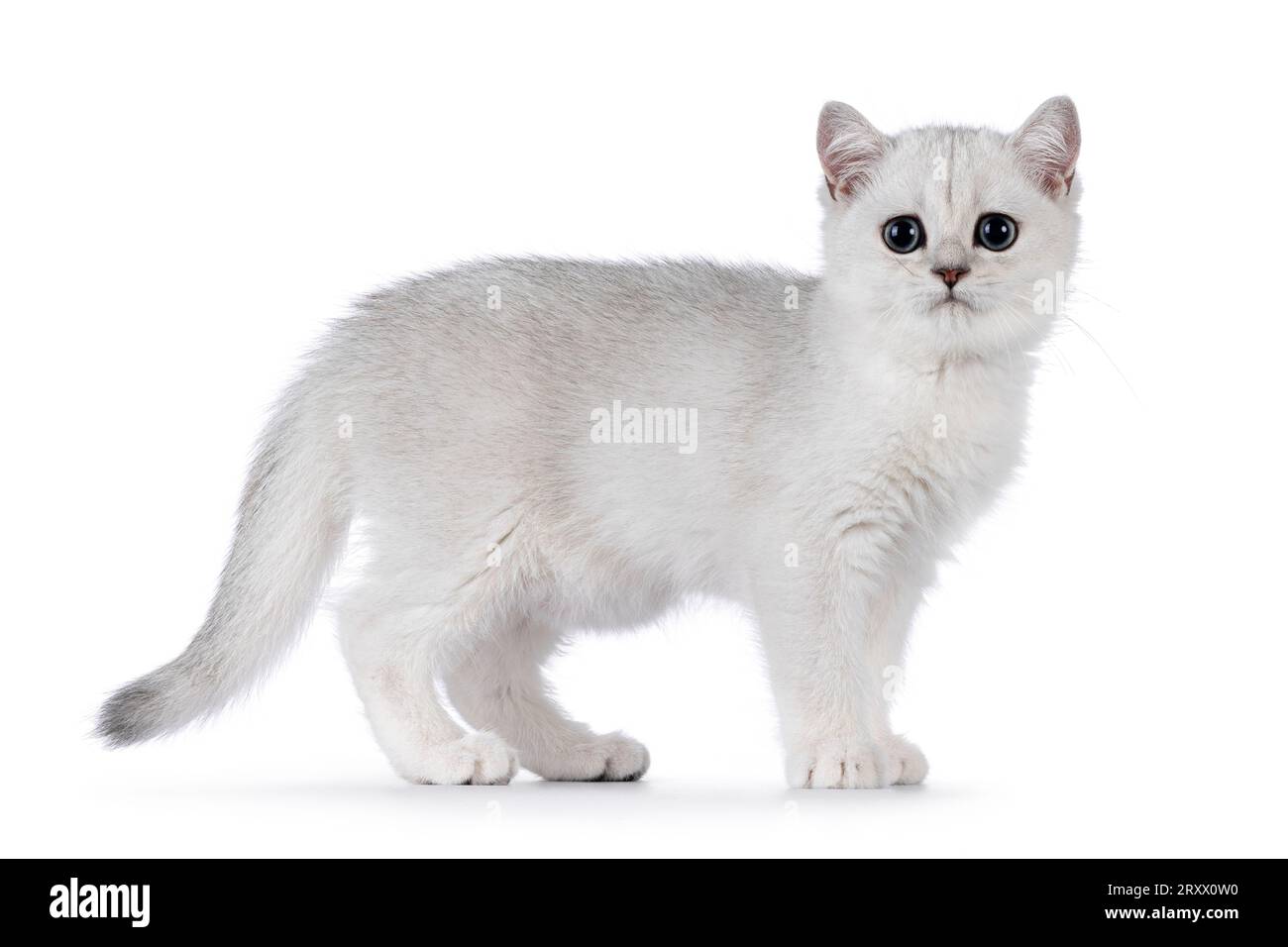 Adorable silver shaded British Shorthair cat kitten, standing side ways. Looking towards camera. Isolated on a white background. Stock Photo