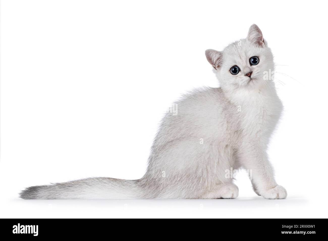 Adorable silver shaded British Shorthair cat kitten, sitting up side ways. Looking towards camera. Isolated on a white background. Stock Photo