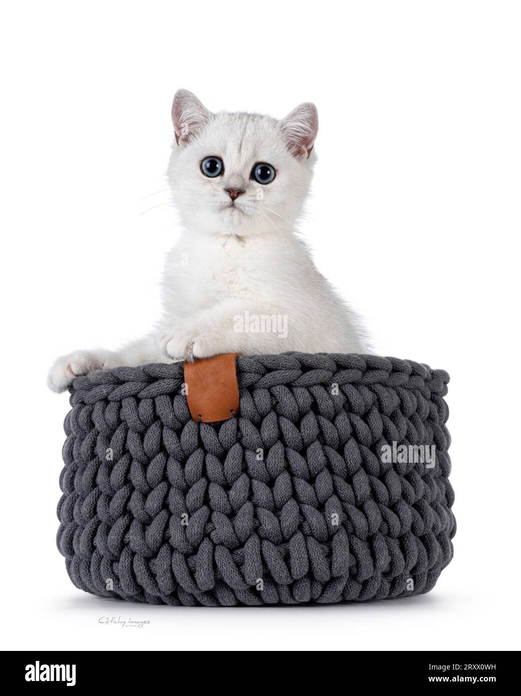 Adorable silver shaded British Shorthair cat kitten, sitting in knitted basket. Looking towards camera. Isolated on a white background. Stock Photo