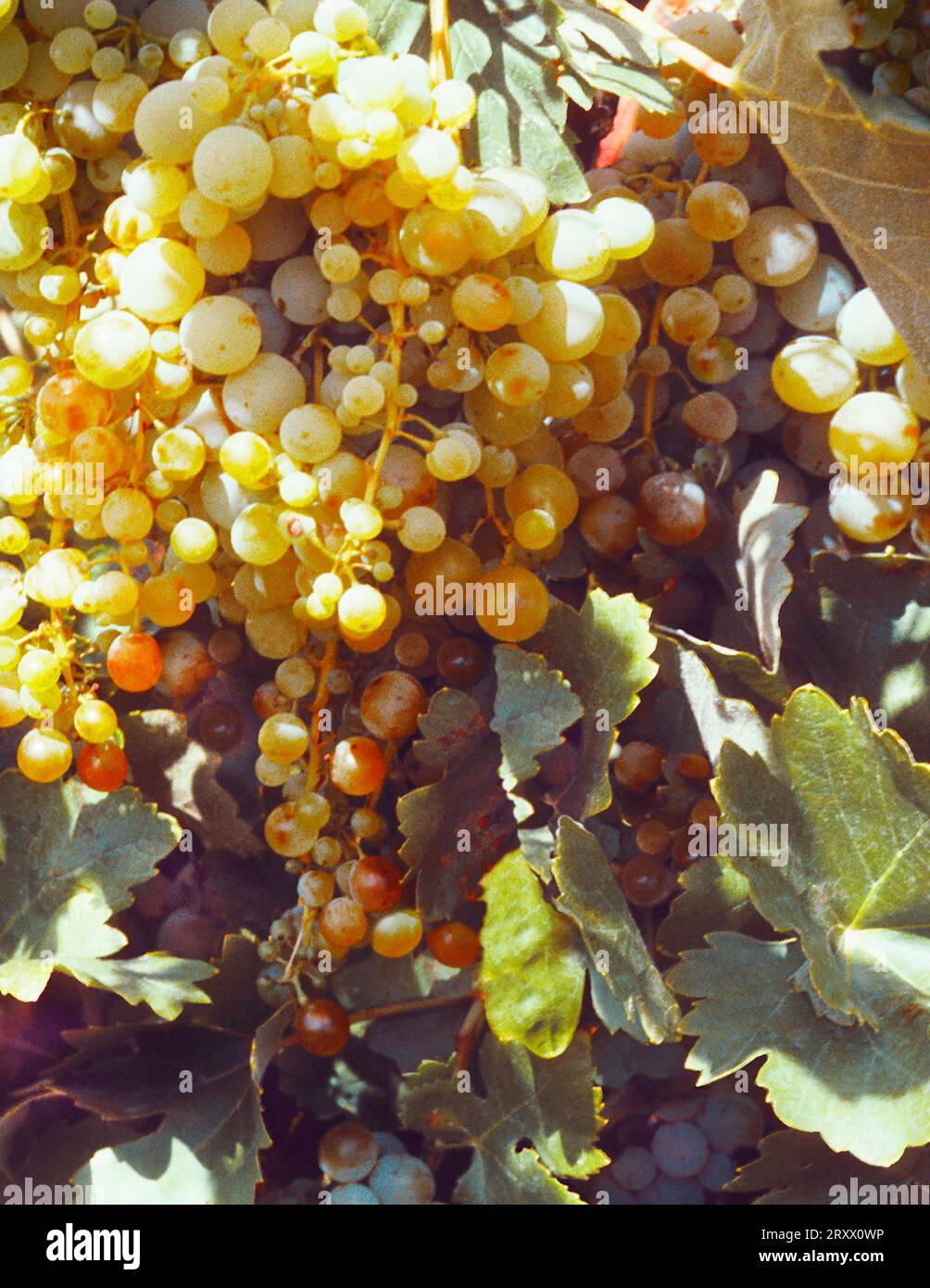 White grapes growing on the vine in Cuenca Spain. Large cluster of