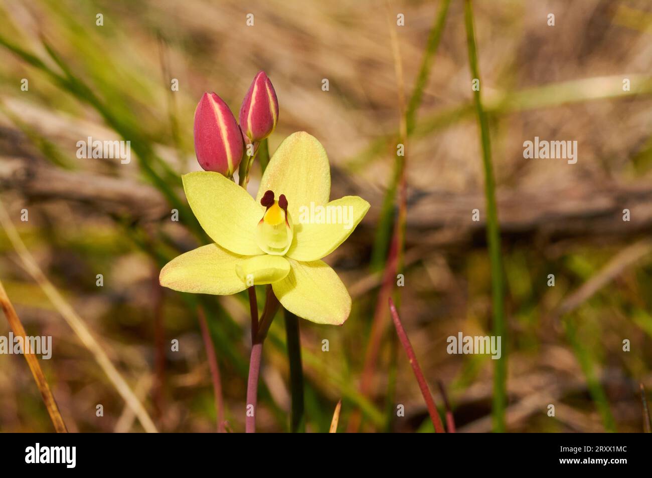 Vanilla Orchid, Thelymitra antennifera, also known as Lemon-Scented Sun Orchid and Rabbit-Eared Sun Orchid, a native Australian wildflower species. Stock Photo