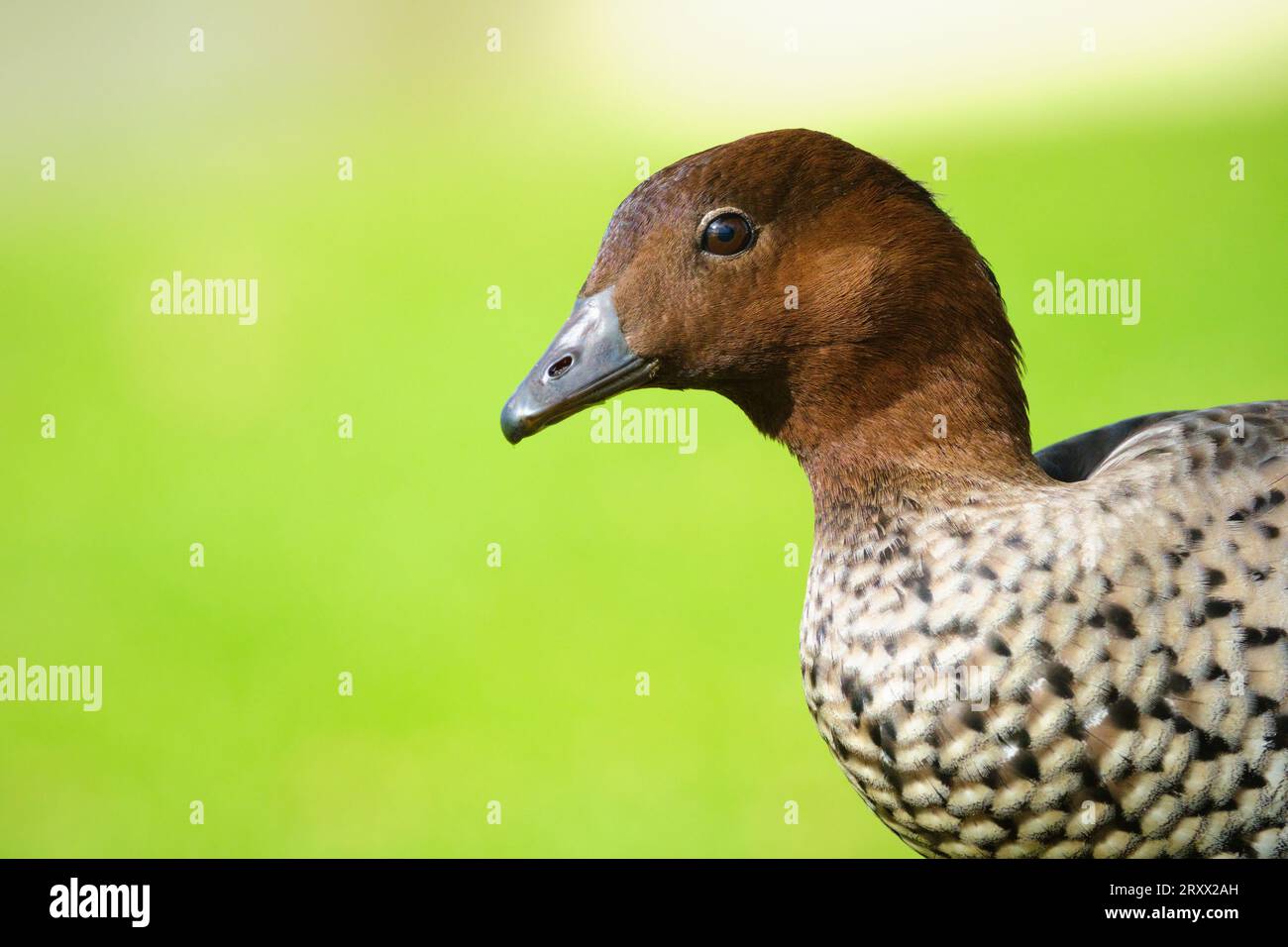 Close-up portrait of a male Australian Wood Duck, Chenonetta jubata, also known as Maned Duck and Maned Goose. Stock Photo