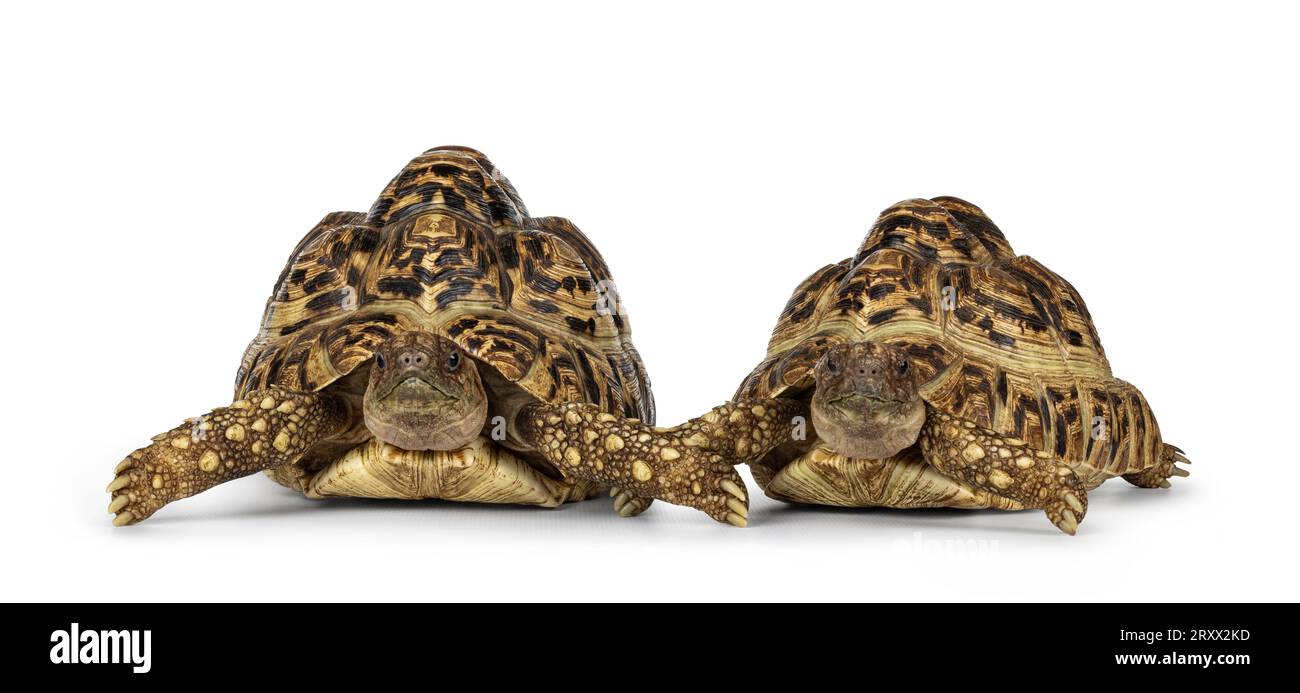 Male and female Leopard Tortoise aka Stigmochelys pardalis, laying down ...