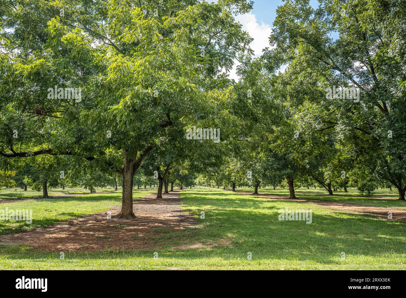 Fort valley pecan trees hires stock photography and images Alamy