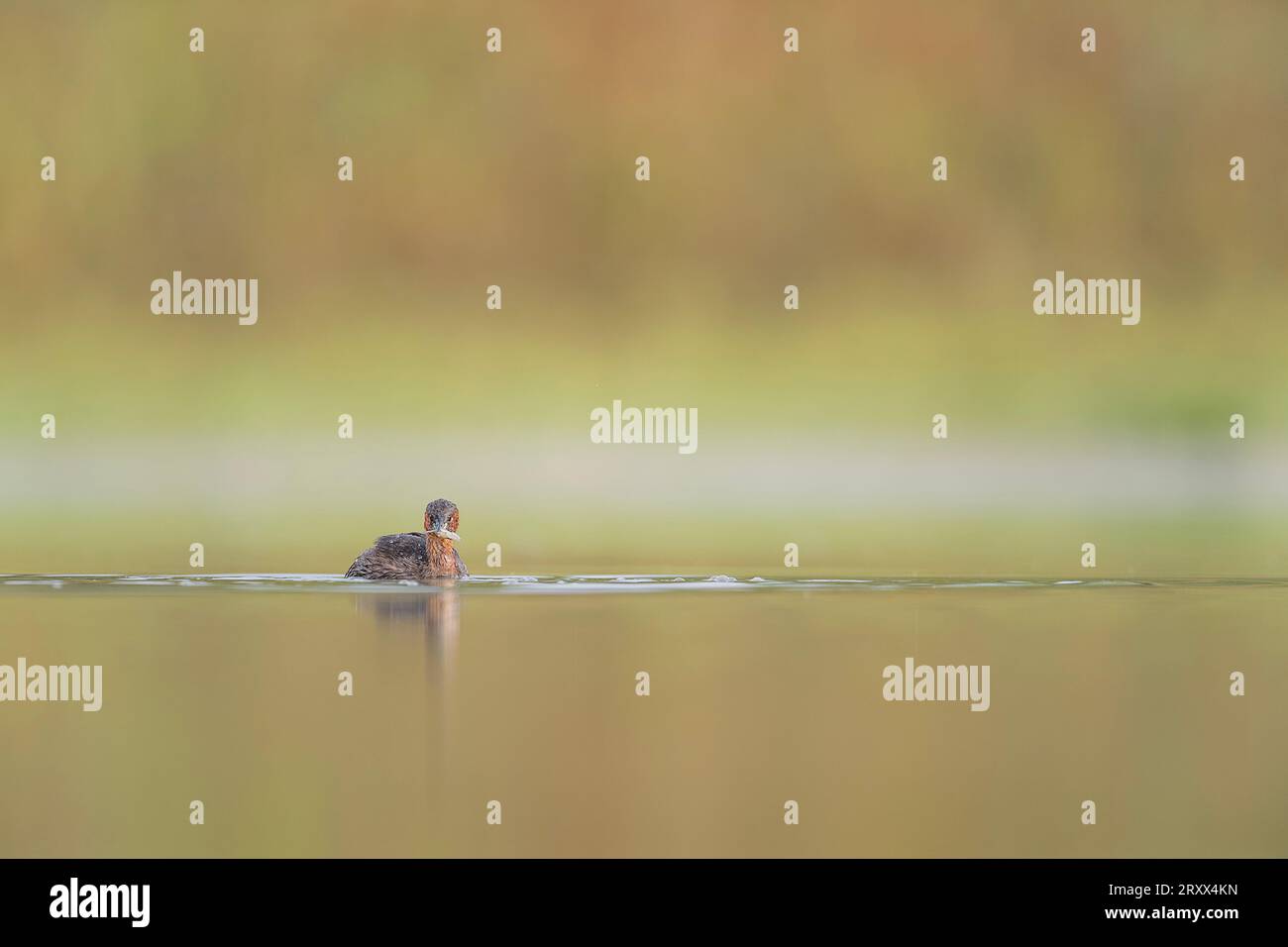 Hunting in the wetlands at sunrise, the little grebe (Tachybaptus ruficollis) Stock Photo