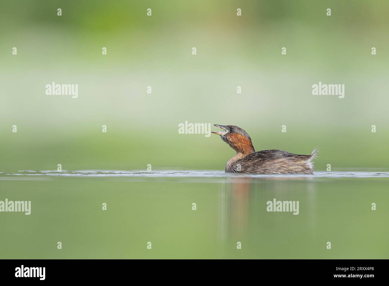 The little grebe swallows the prey (Tachybaptus ruficollis) Stock Photo