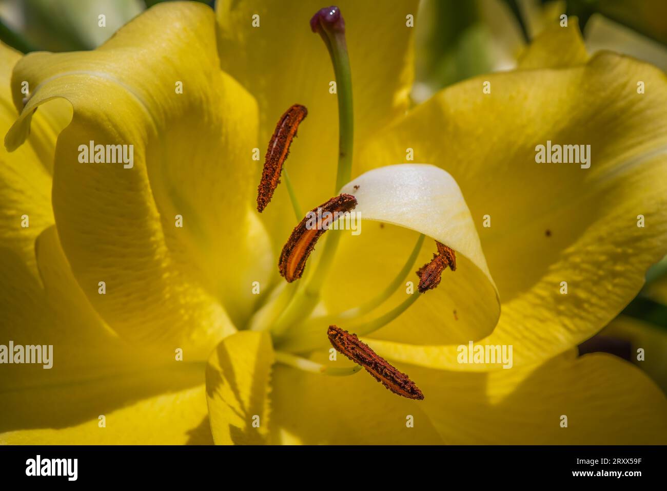Close up of yellow trumpet lily anther and other reproductive parts. Stock Photo