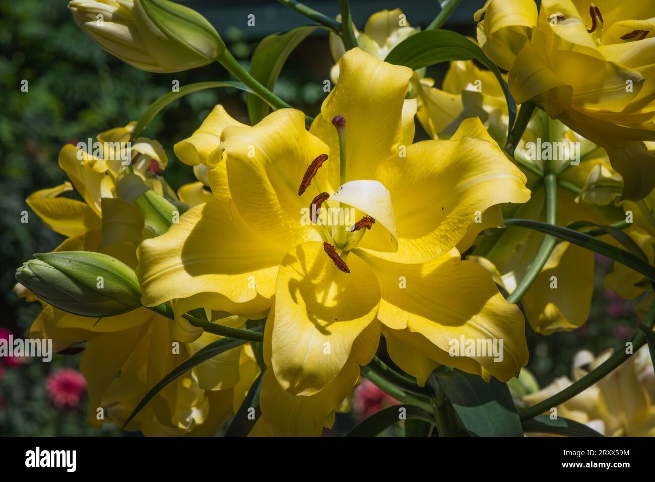 A yellow trumpet lily on plant in the sunshine. Stock Photo