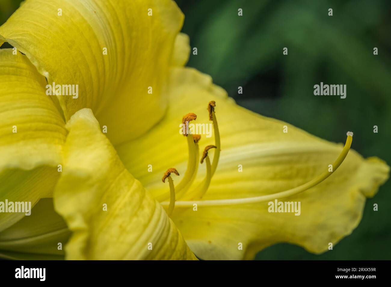 A close up of yellow lily from side angle. Stock Photo
