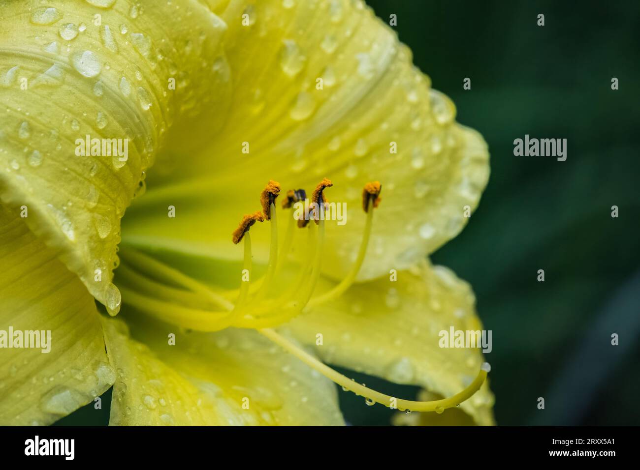 Close up of a yellow lily with water droplets on petals. Stock Photo