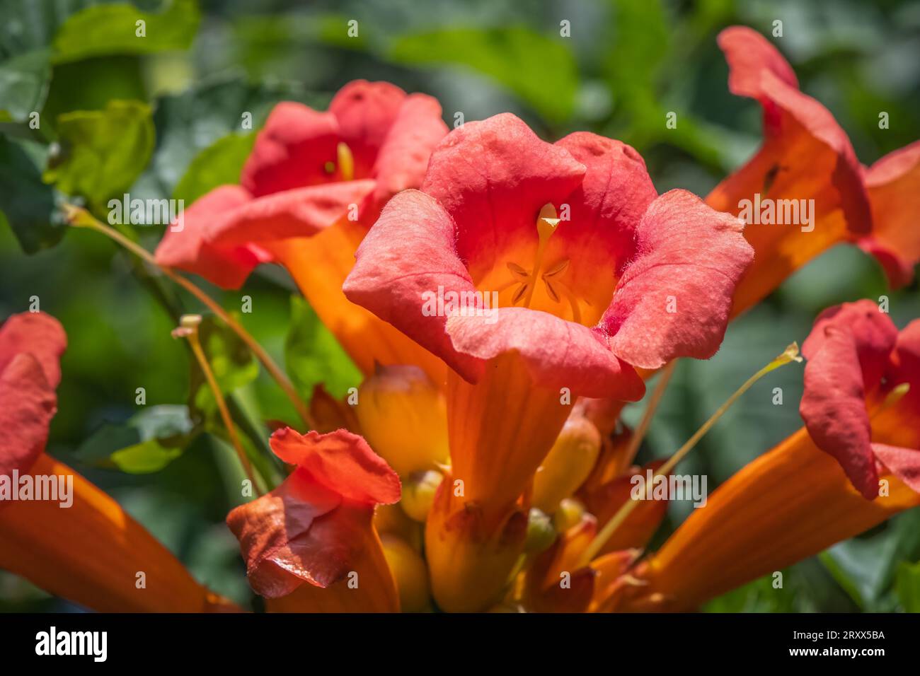 Orange trumpet vine or hummingbird vine flower cluster. Stock Photo