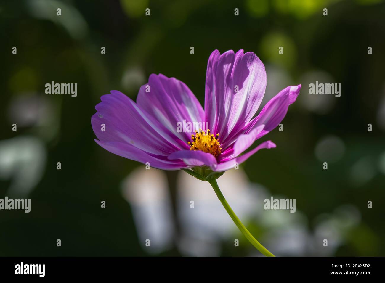 Half sunlight half shade hires stock photography and images Alamy