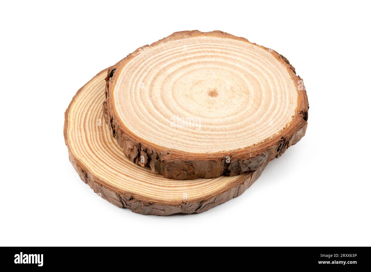Cross section of tree trunks showing growth rings on white background