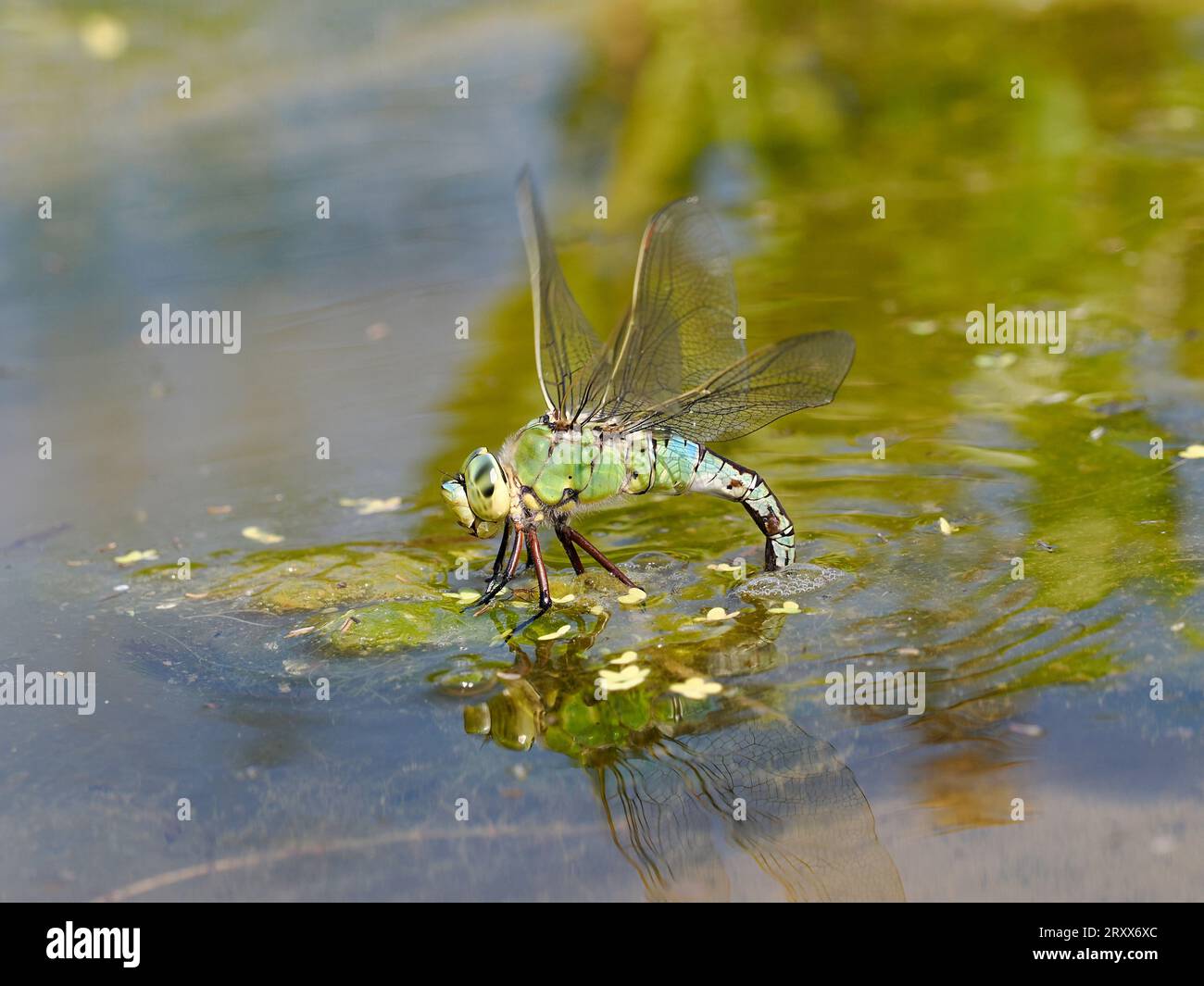 Emperor Dragonfly (Anax imperator) frmale egg laying in aquatic pond water vegetation, Herefordshire, England, June Stock Photo