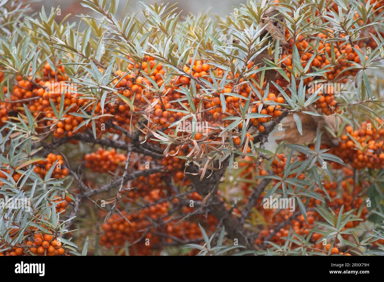 Sea buckthorn (Hippophae rhamnoides) is a plant found throughout Europe and Asia. The leaves, flowers, seeds, and fruits are used as medicine. Stock Photo