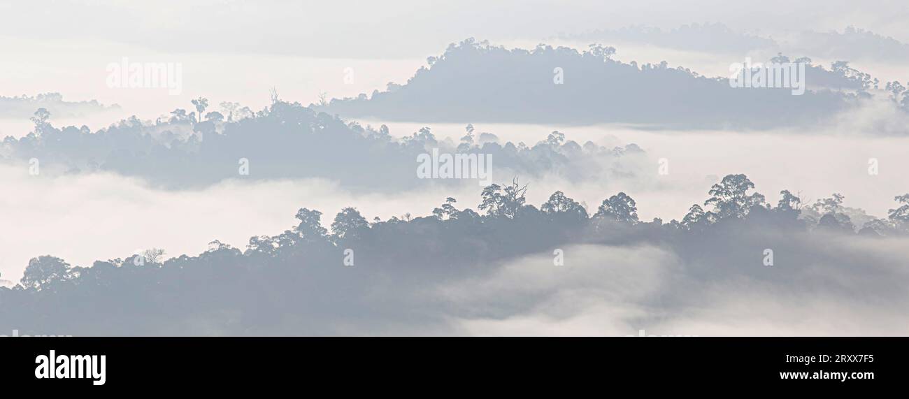 Dawn inversion cloud over the virgin rainforest of the Danum Valley in Sabah Borneo Stock Photo